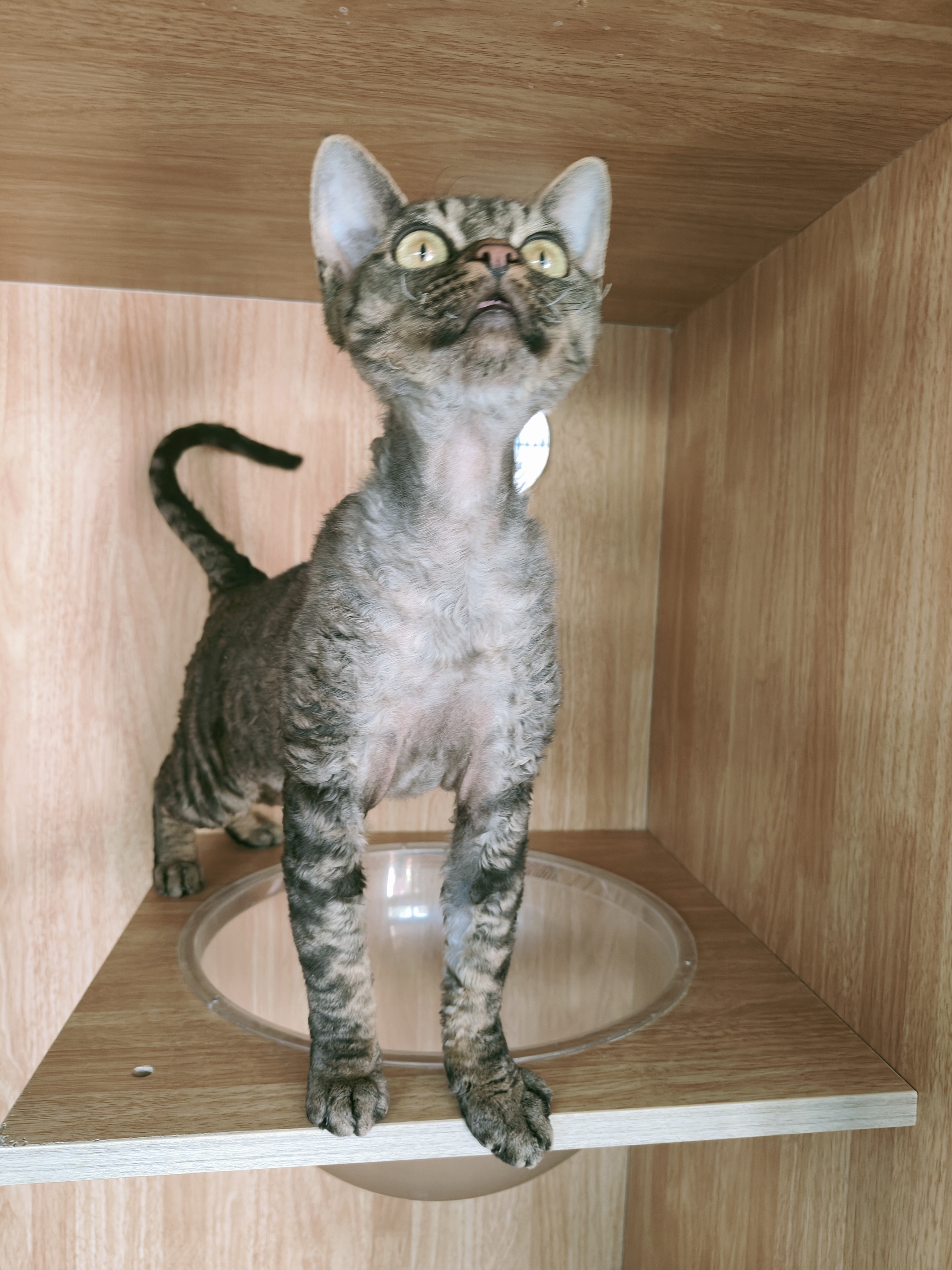 德文卷毛猫公猫弟弟无病无藓特价几百块